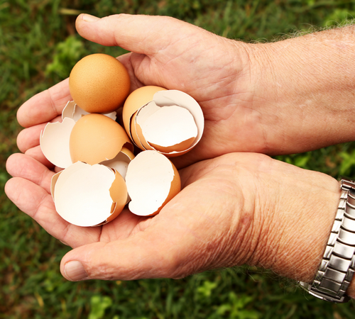 eggshell membrane market