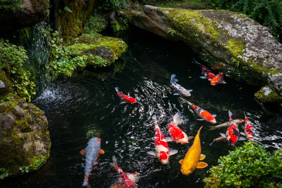 How Much Room Do You Need for Your Koi