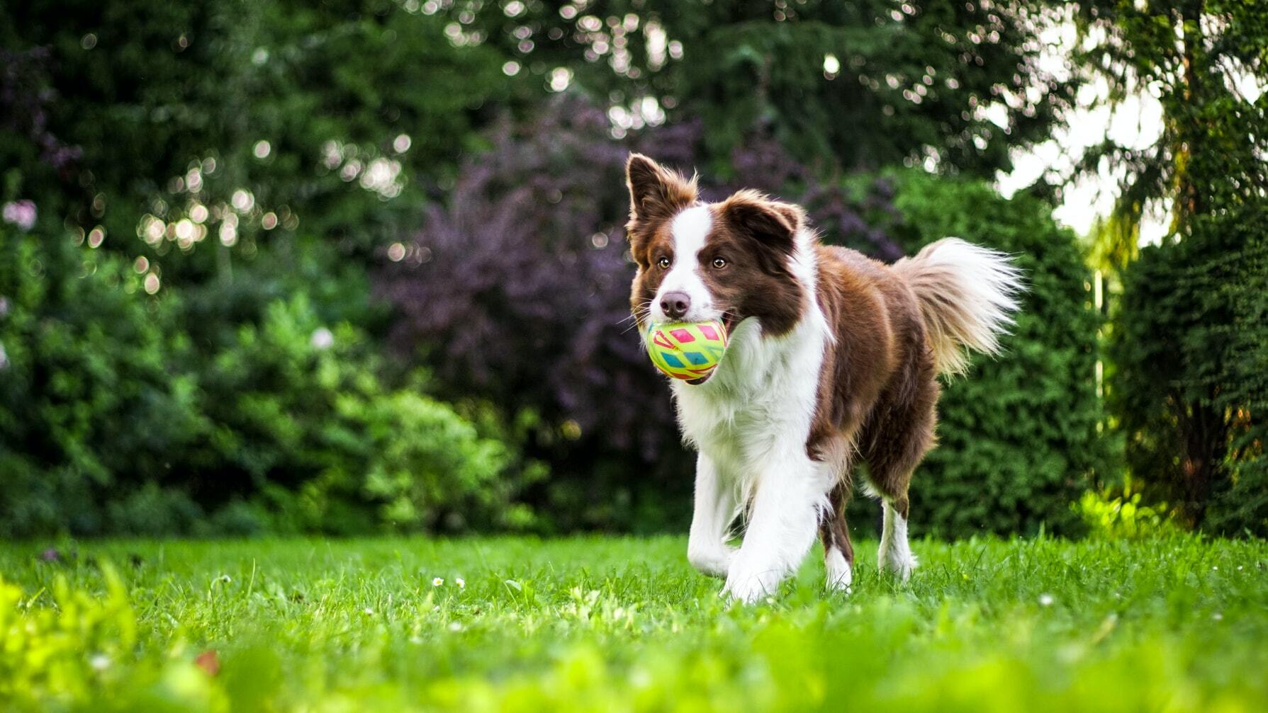 7 steps teach your dog to fetch