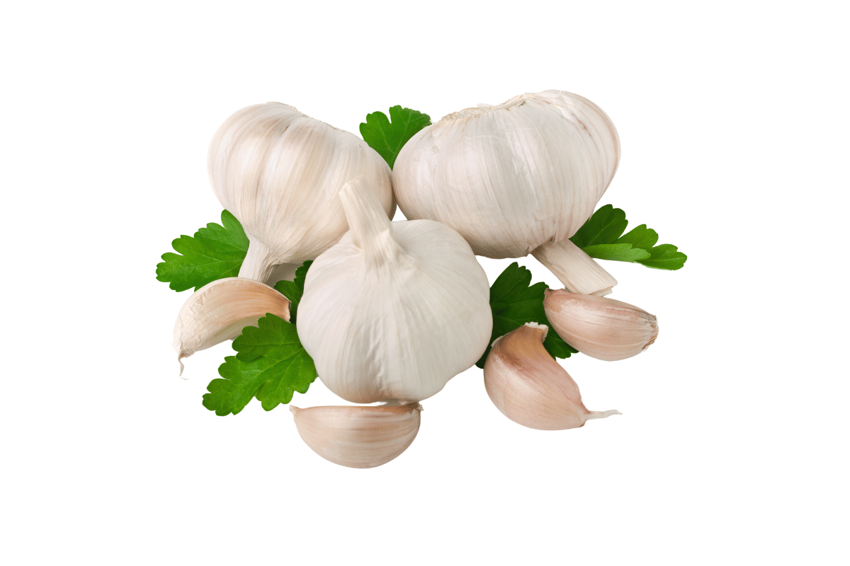 G1 Garlic Seeds