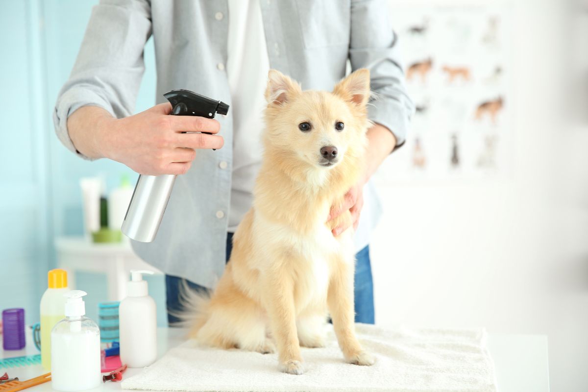 Dog Groomers