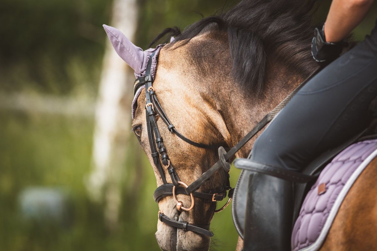 Just Equine