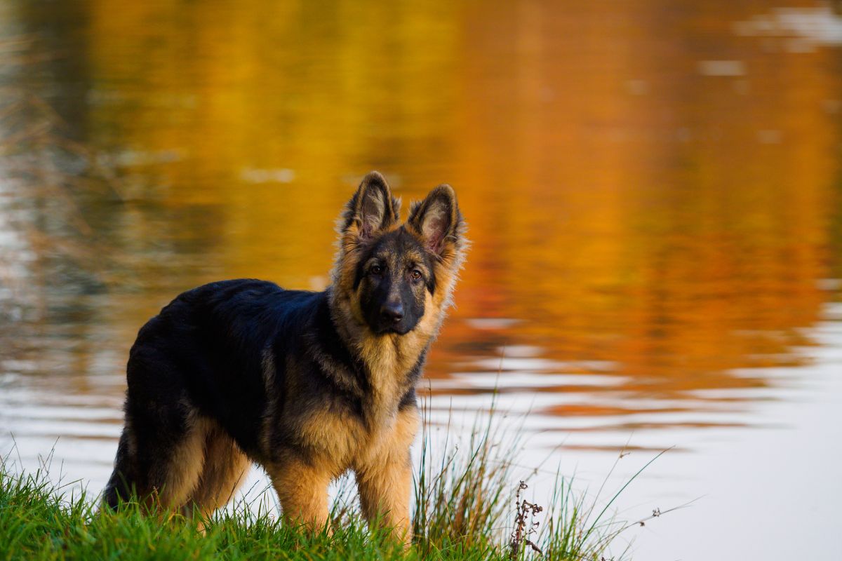 Smith Farms German Shepherd