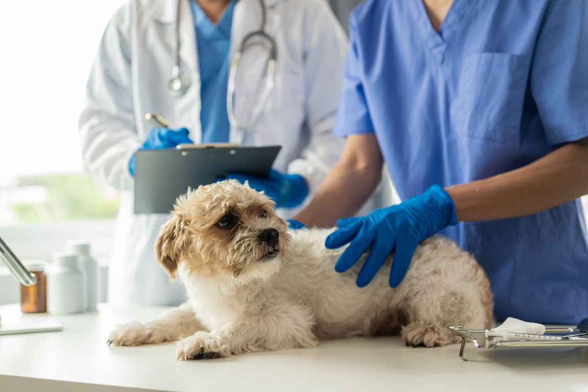 Vet Access