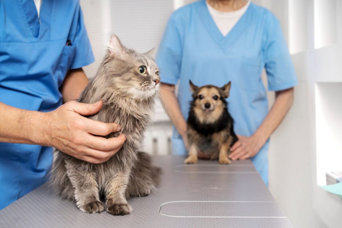 Royal Vet Clinic