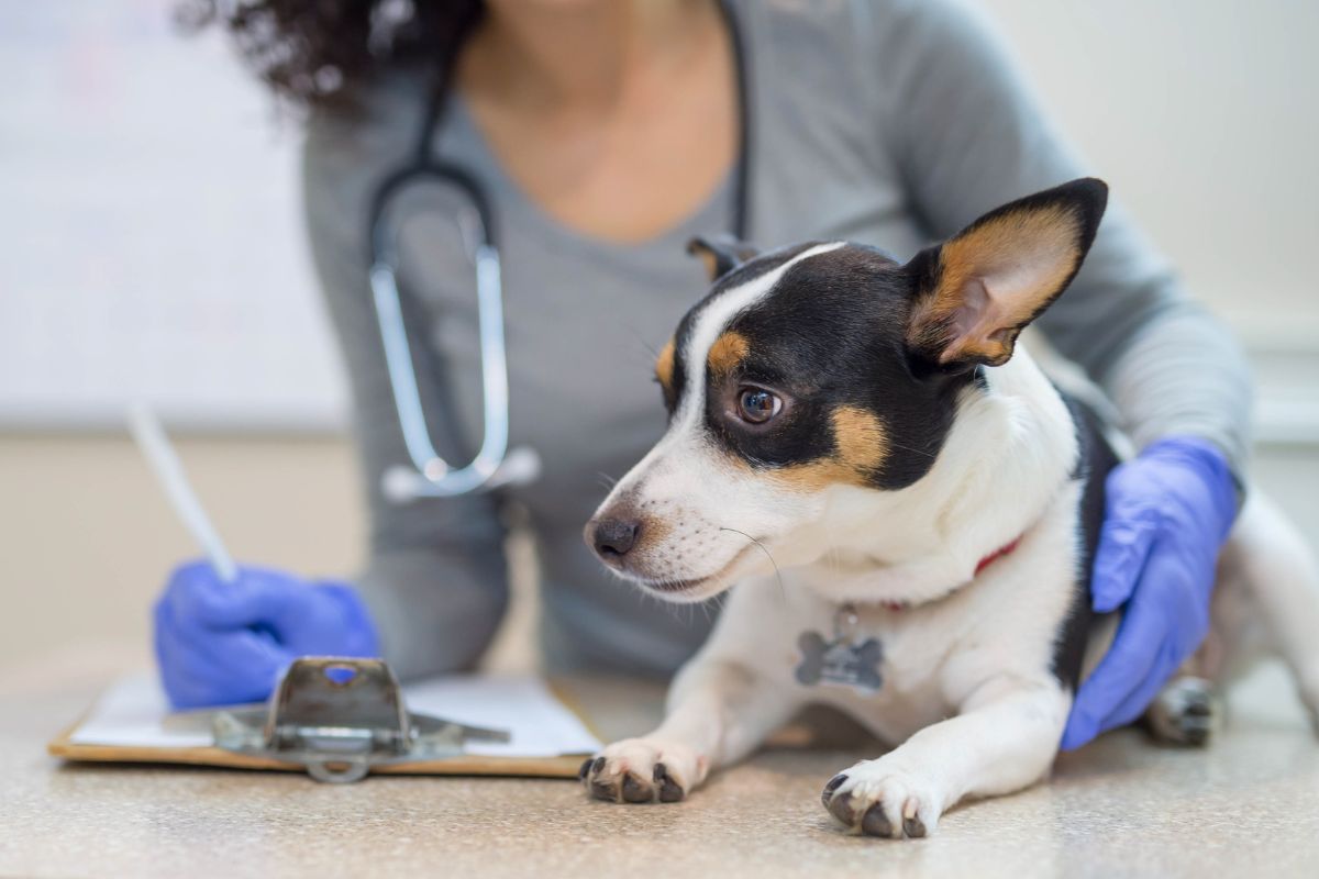 Vet Access