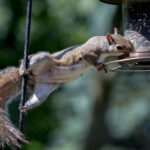 Essential Wildlife