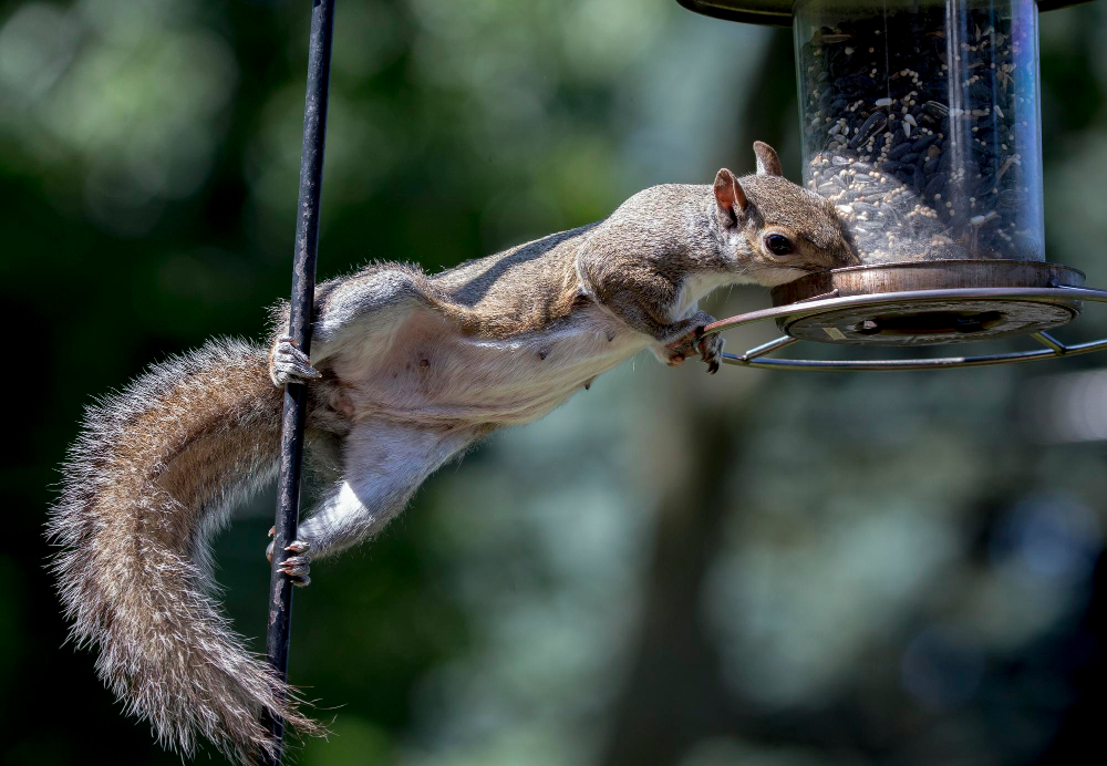 Essential Wildlife