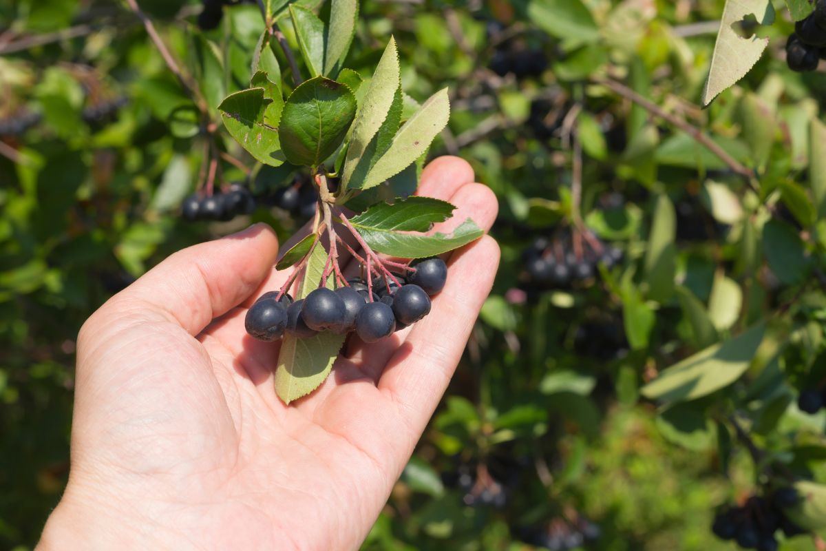 Aronia Berries Market