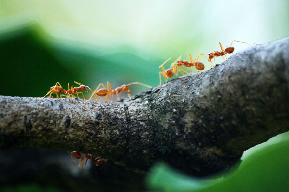 Fire Ant Pest Control