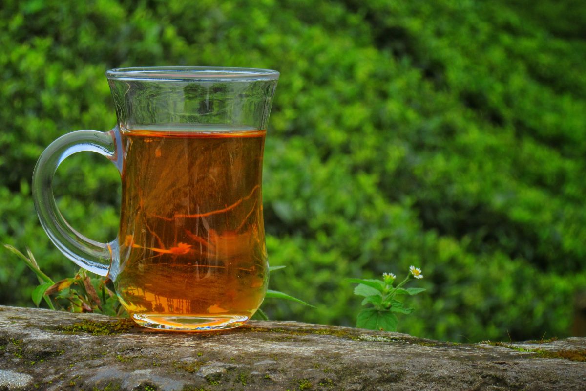 Darjeeling Premium Tea
