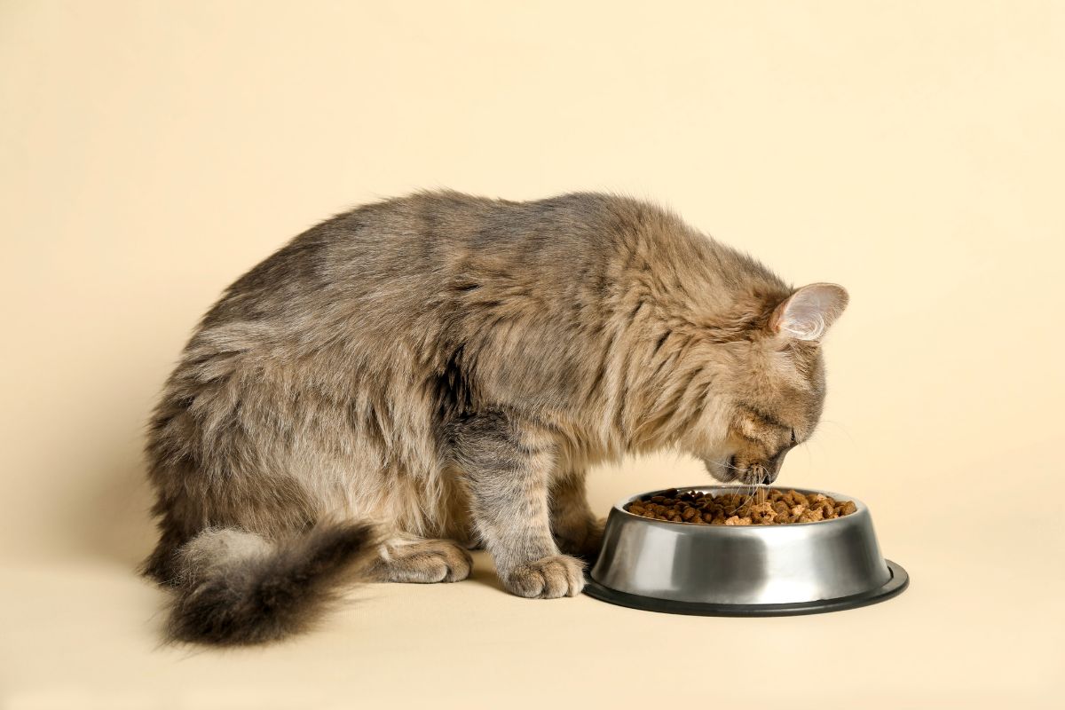 Pet Food Compliance