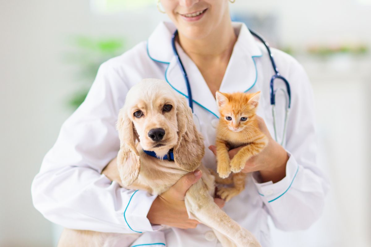 Vet and Tech