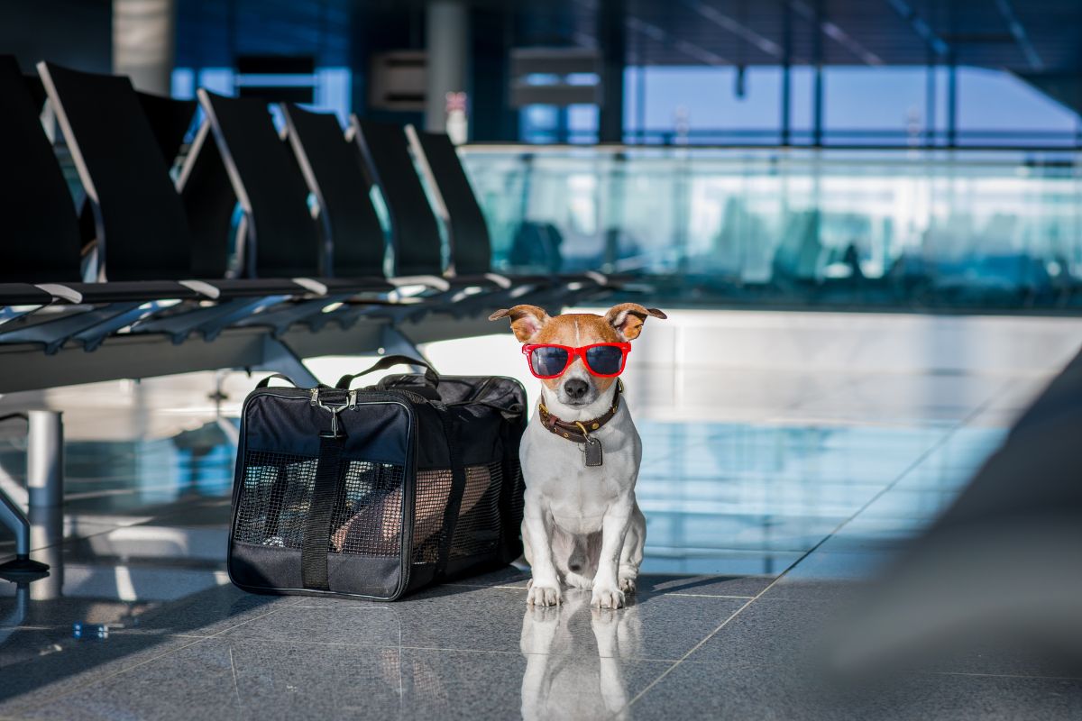 Arajet Airlines Pet Policy