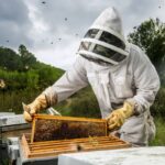 Carpenter Bee Removal