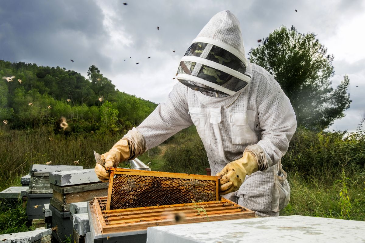 Carpenter Bee Removal