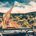Signature Safari