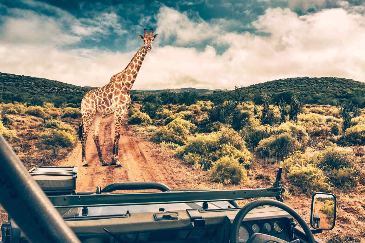 Signature Safari