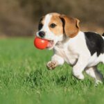 Dog Boarding