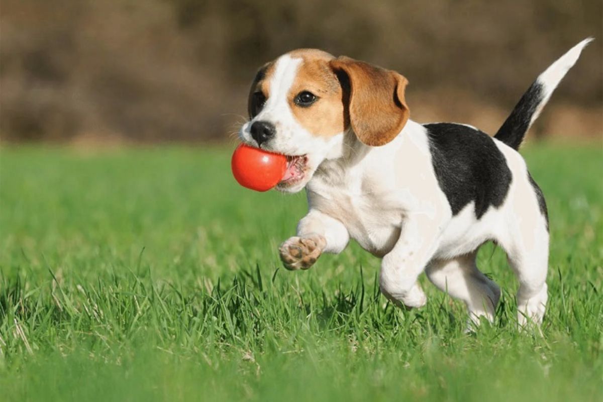 Dog Boarding