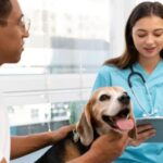 Vet and Tech